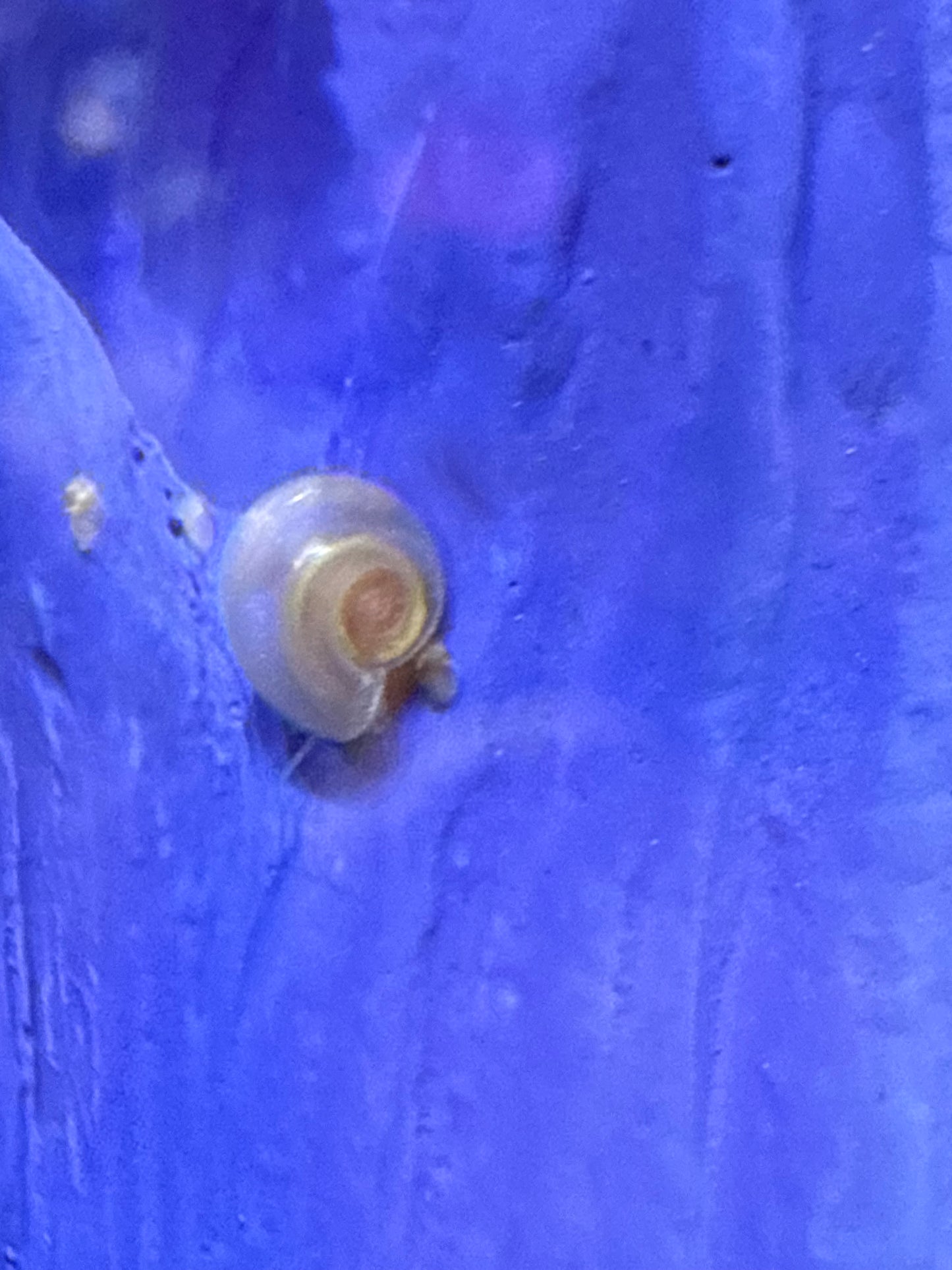 Velvet Chaos Ramshorn Snails – Dragon Fire Red, Sunset Peach/Pink Babies (Packs of 4, 8 or 12) 🐌💖