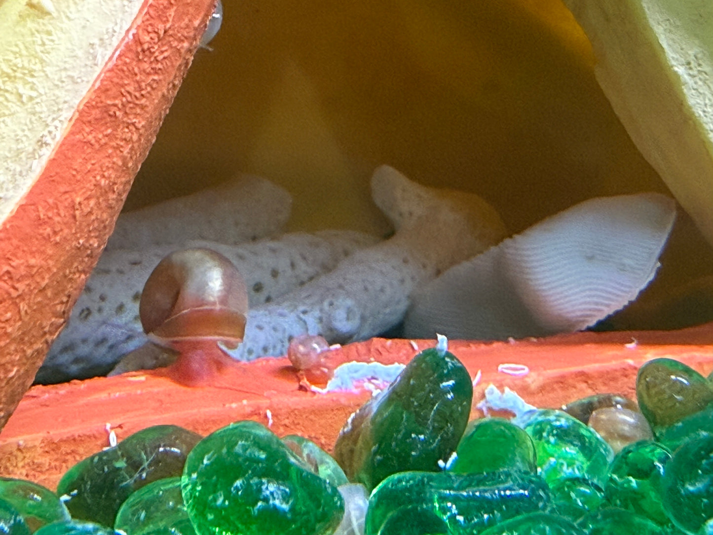 Sunset Peach (Pink) Ramshorn Snail Babies
