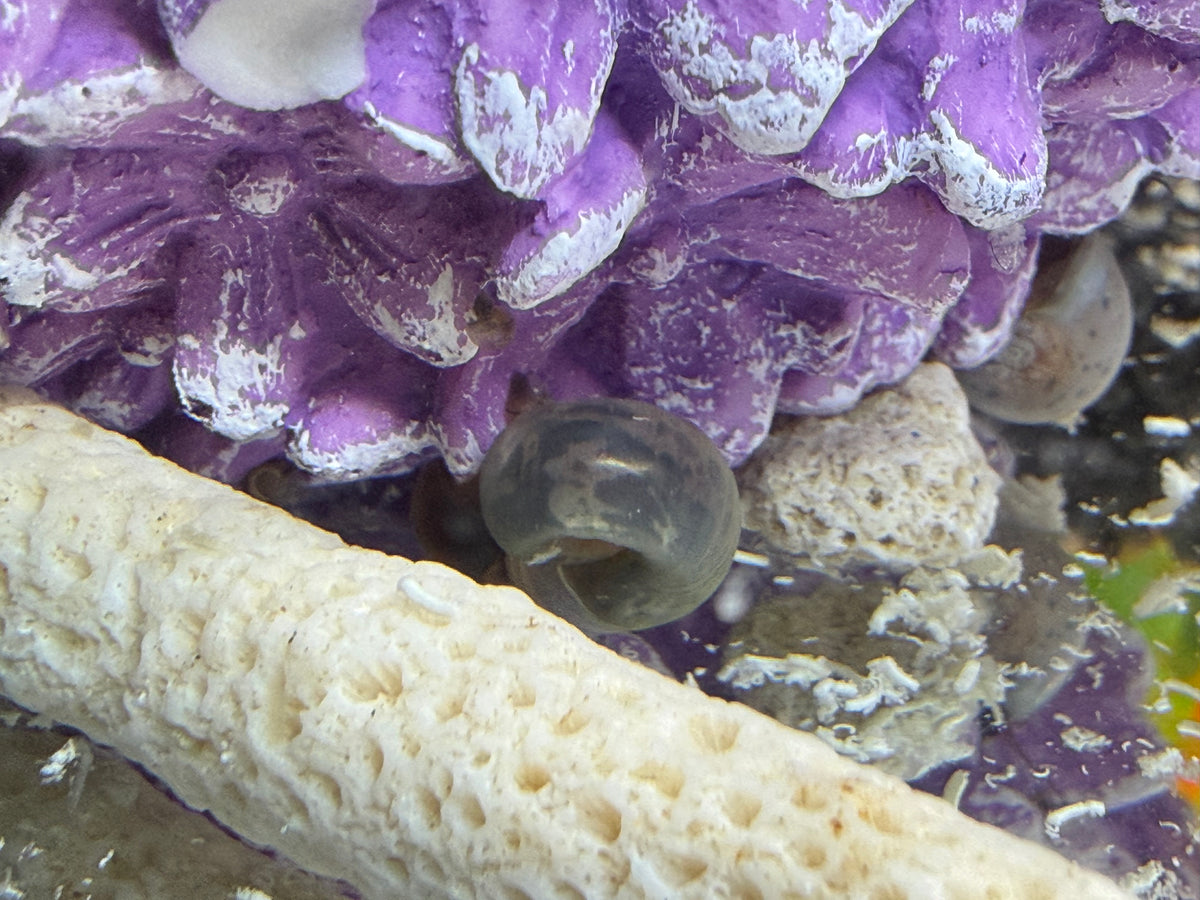 Blue Moon (Blue) Ramshorn Snail Babies ππβ¨