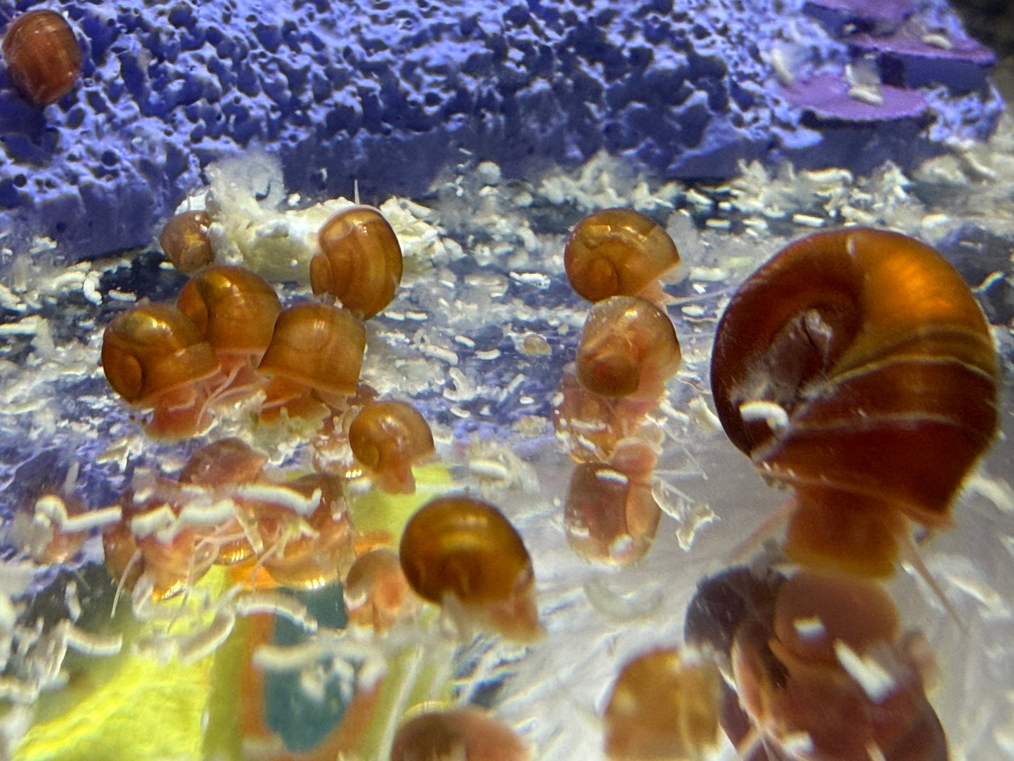 Velvet Chaos Ramshorn Snails – Dragon Fire Red, Sunset Peach/Pink Babies (Packs of 4, 8 or 12) 🐌💖