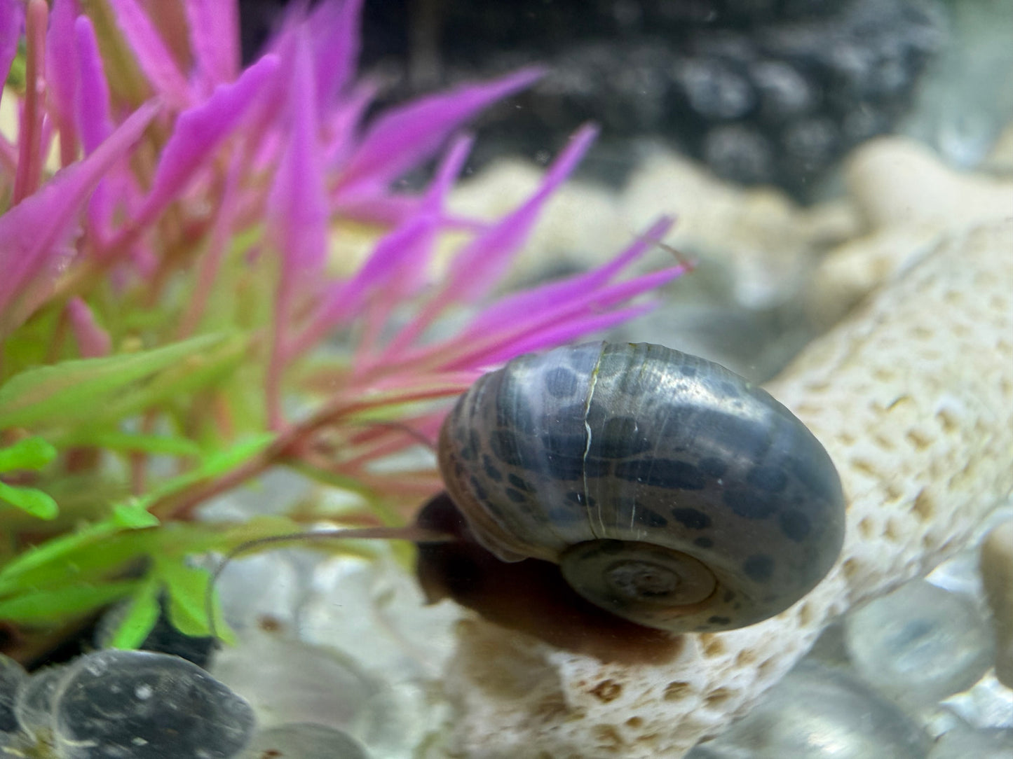 Blue Moon (Blue) Ramshorn Snail Babies – 2 Pack + 1 Mini Batch 🐌🌙✨