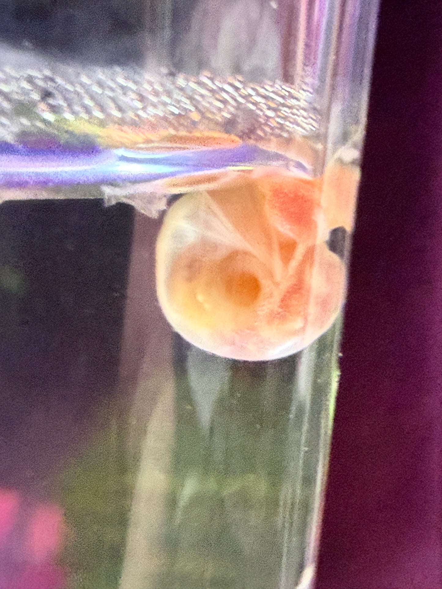 Velvet Chaos Ramshorn Snails – Dragon Fire Red, Sunset Peach/Pink Babies (Packs of 4, 8 or 12) 🐌💖