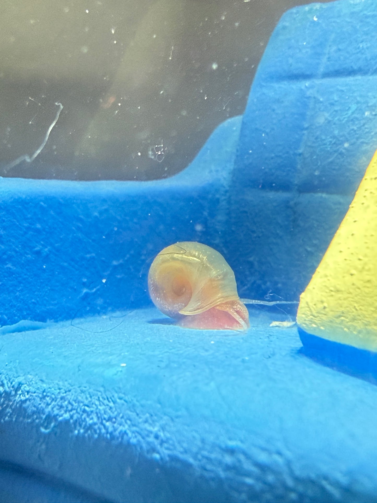 Velvet Chaos Ramshorn Snails – Dragon Fire Red, Sunset Peach/Pink Babies (Packs of 4, 8 or 12) 🐌💖