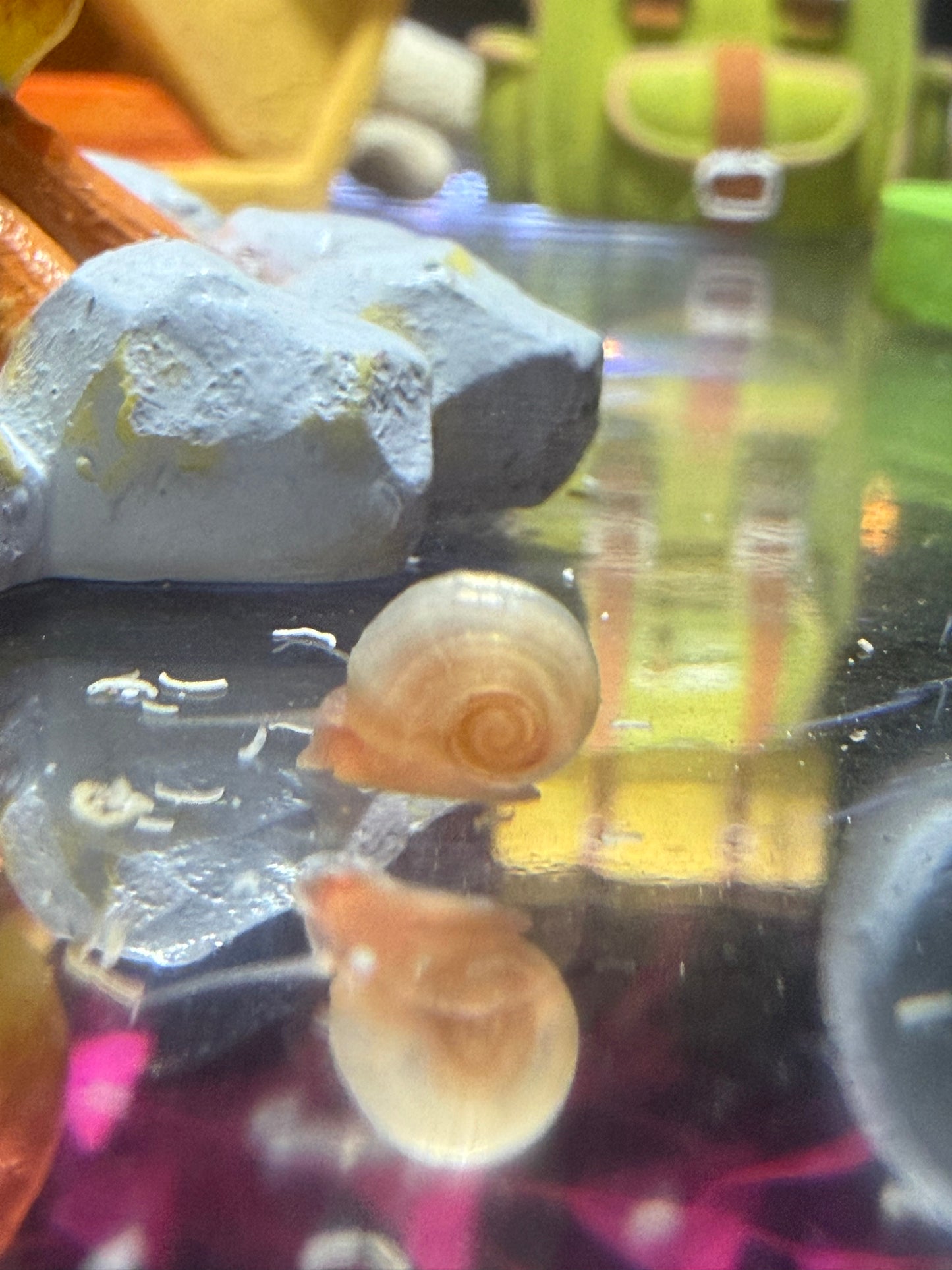 Velvet Chaos Ramshorn Snails – Dragon Fire Red, Sunset Peach/Pink Babies (Packs of 4, 8 or 12) 🐌💖