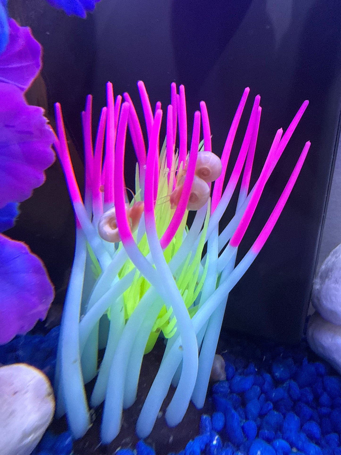 TEMP SOLD OUT Cotton Candy Chaos (Pink) Ramshorn Snail Babies – 10+1 Pack 🐌💗🍭