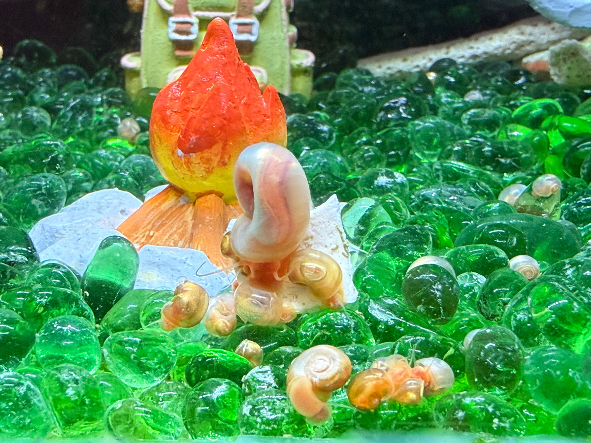 Sunset Peach (Pink) Ramshorn Snail Babies
