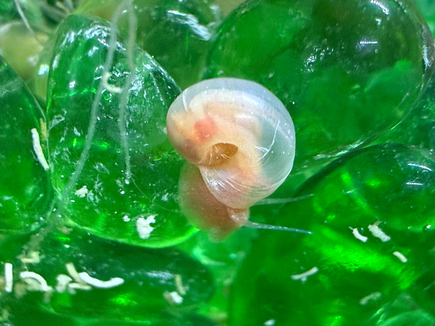 Sunset Peach (Pink) Ramshorn Snail Babies – 2+1 Mini Batch