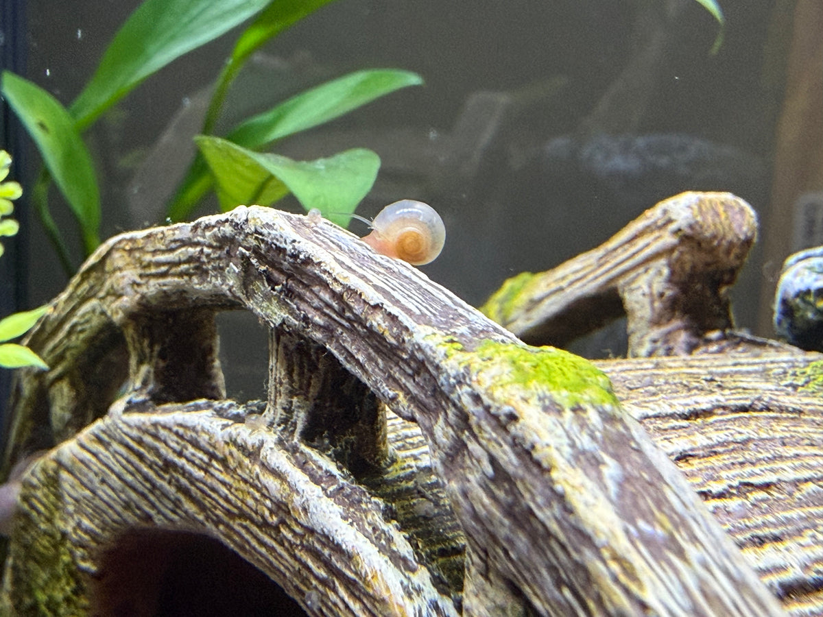 Cotton Candy Chaos (Pink) Ramshorn Snail Babies