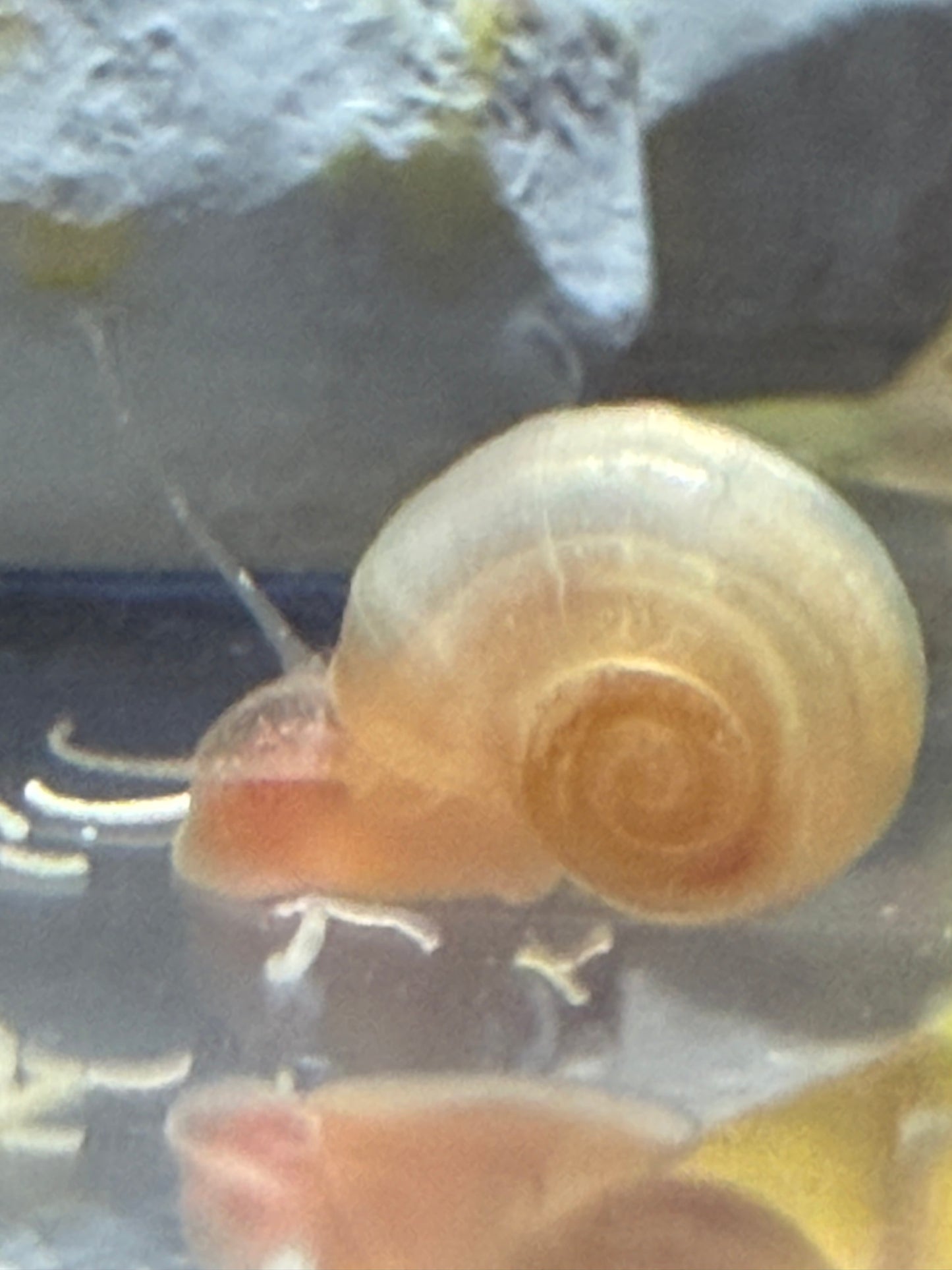 Velvet Chaos Ramshorn Snails – Dragon Fire Red, Sunset Peach/Pink Babies (Packs of 4, 8 or 12) 🐌💖