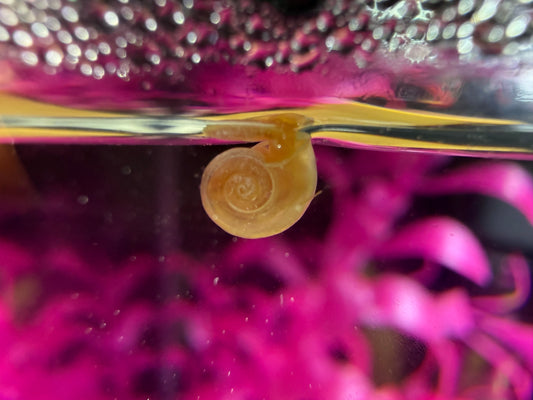 Sunset Peach (Pink) Ramshorn Snail Babies – 2+1 Mini Batch
