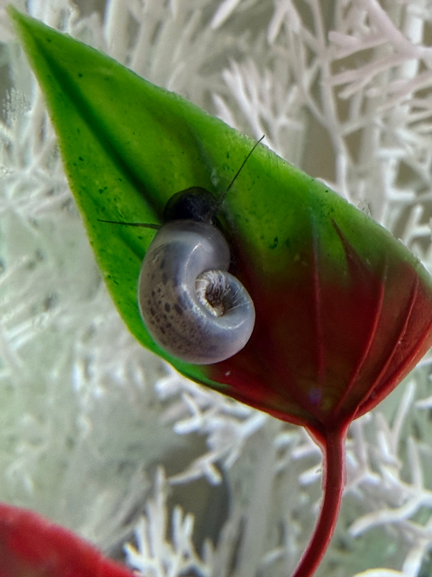 Blue Moon (Blue) Ramshorn Snail Babies – 2 Pack + 1 Mini Batch 🐌🌙✨
