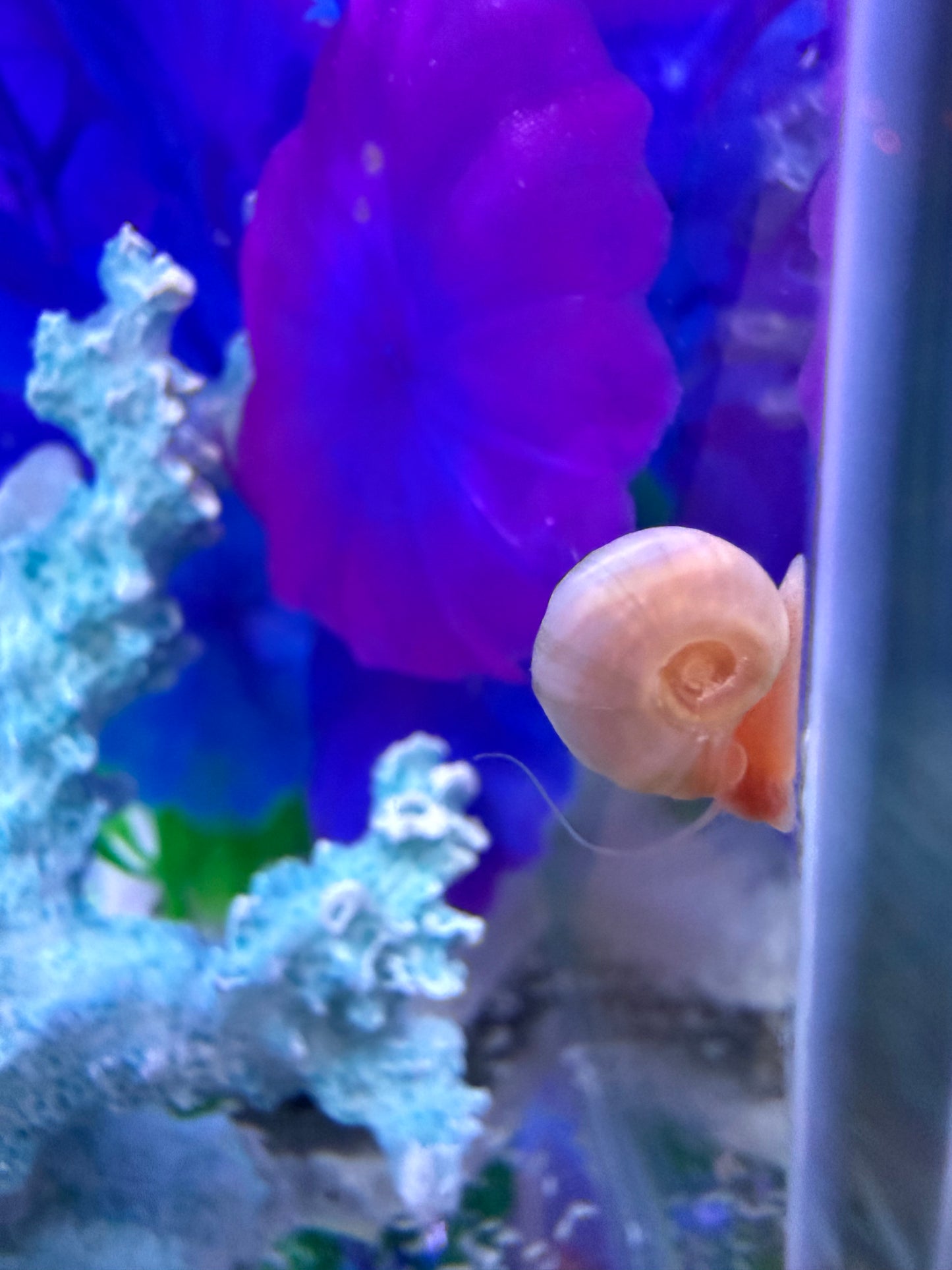 TEMP SOLD OUT Cotton Candy Chaos (Pink) Ramshorn Snail Babies – 10+1 Pack 🐌💗🍭