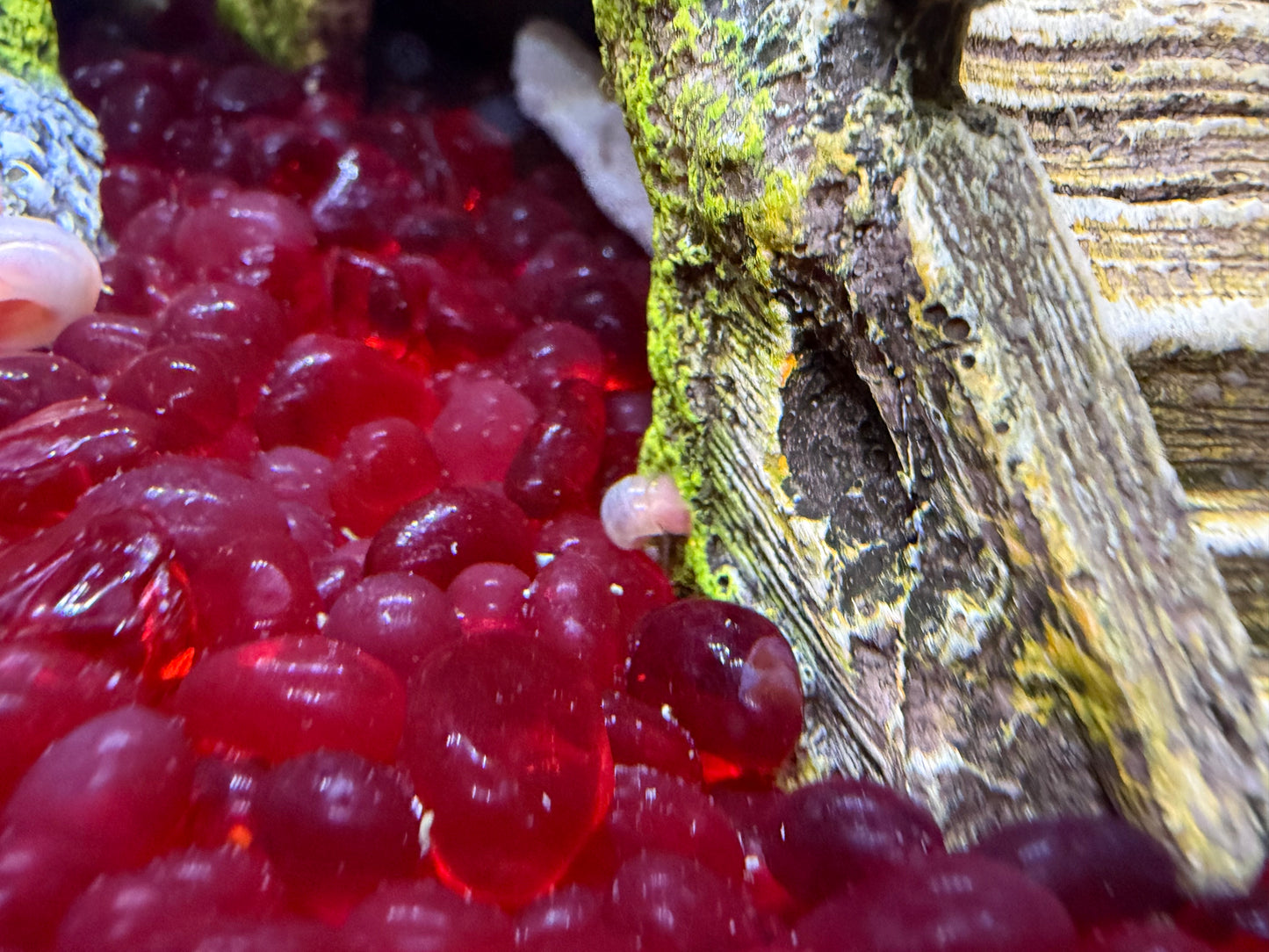 Cotton Candy Chaos (Pink) Ramshorn Snail Babies