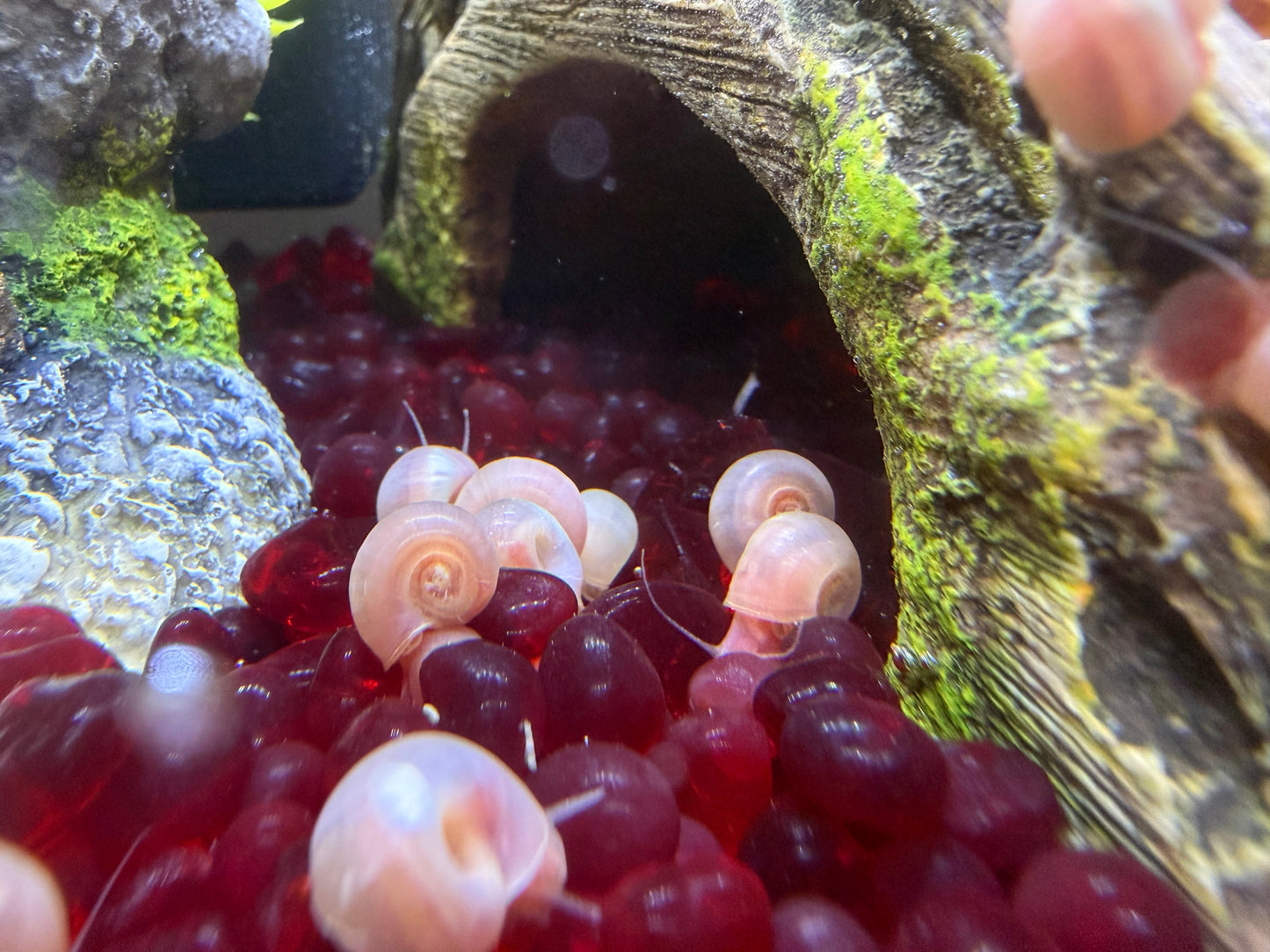 TEMP SOLD OUT Cotton Candy Chaos (Pink) Ramshorn Snail Babies – 10+1 Pack 🐌💗🍭