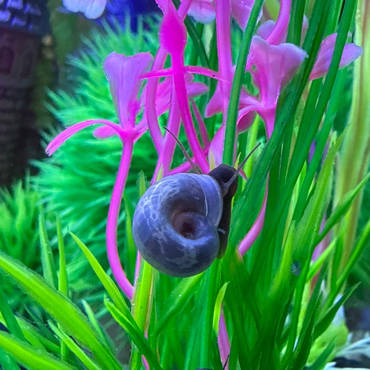 Blue Moon (Blue) Ramshorn Snail Babies – 2 Pack + 1 Mini Batch 🐌🌙✨