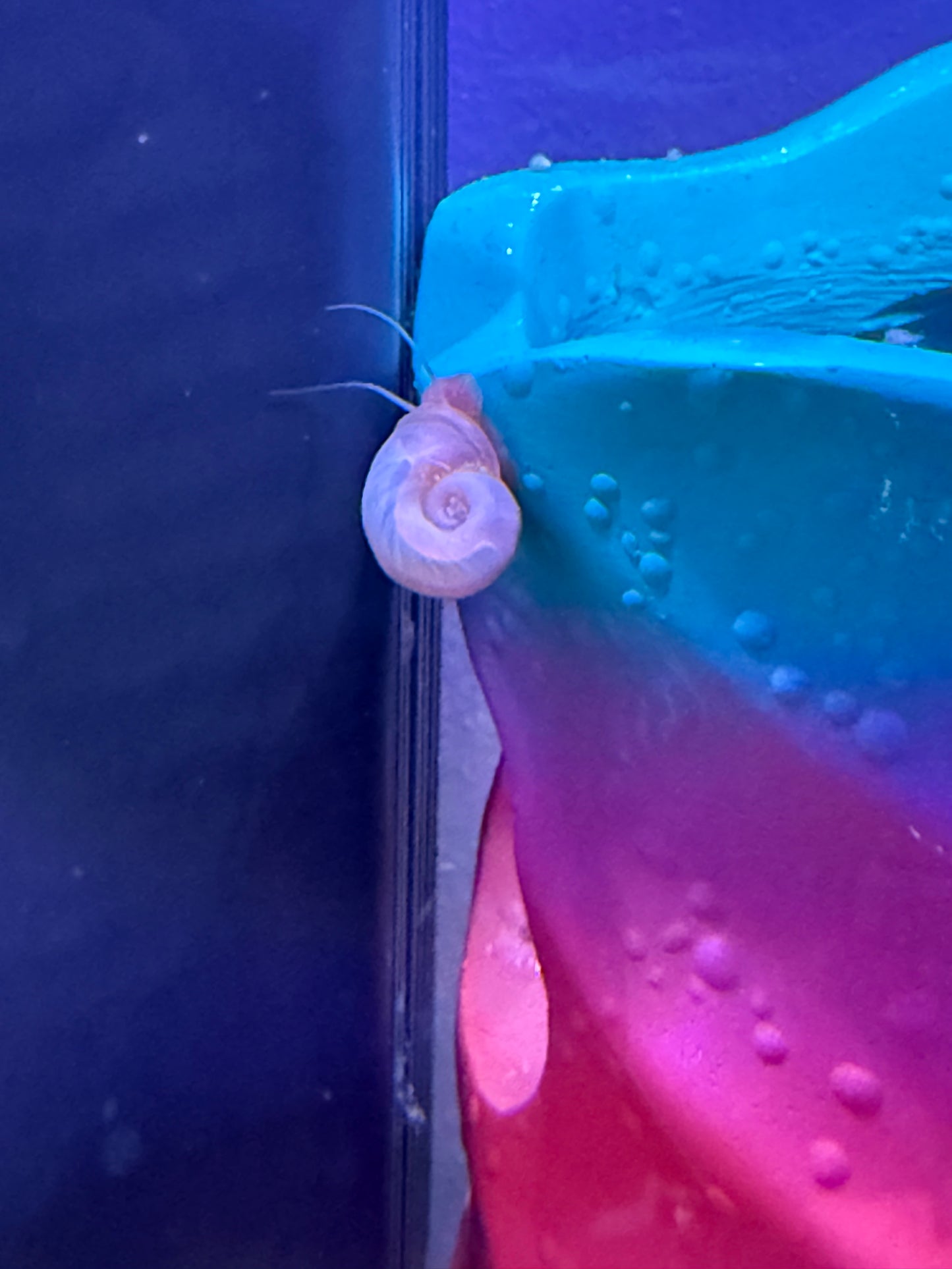 TEMP SOLD OUT Cotton Candy Chaos (Pink) Ramshorn Snail Babies – 10+1 Pack 🐌💗🍭
