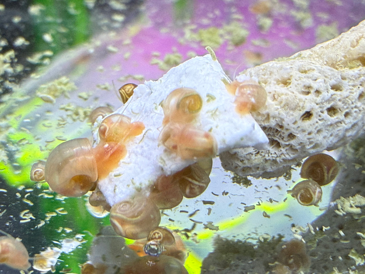 Velvet Chaos Ramshorn Snails – Dragon Fire Red, Sunset Peach/Pink Babies (Packs of 4, 8 or 12) 🐌💖