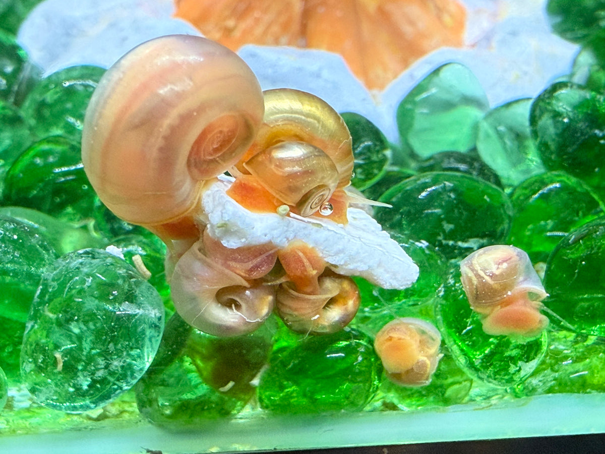 Sunset Peach (Pink) Ramshorn Snail Babies