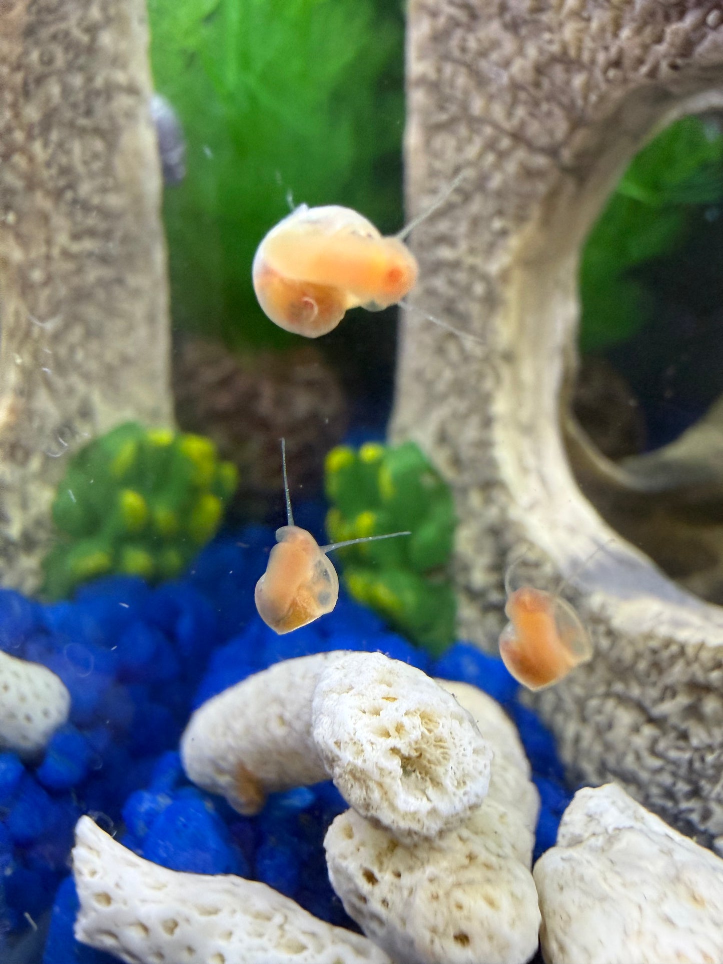 Sunset Peach (Pink) Ramshorn Snail Babies – 2+1 Mini Batch