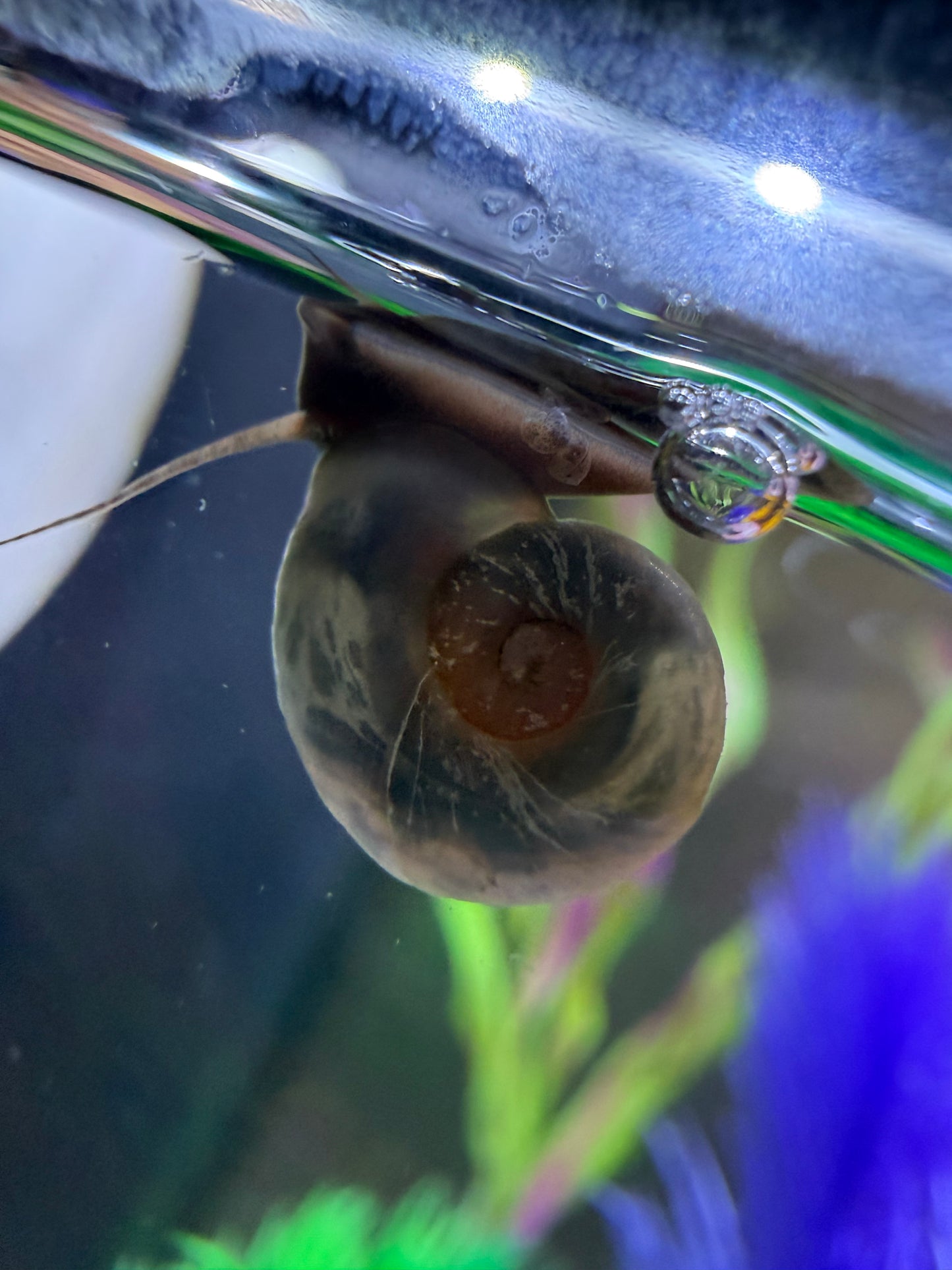 Blue Moon (Blue) Ramshorn Snail Babies – 2 Pack + 1 Mini Batch 🐌🌙✨