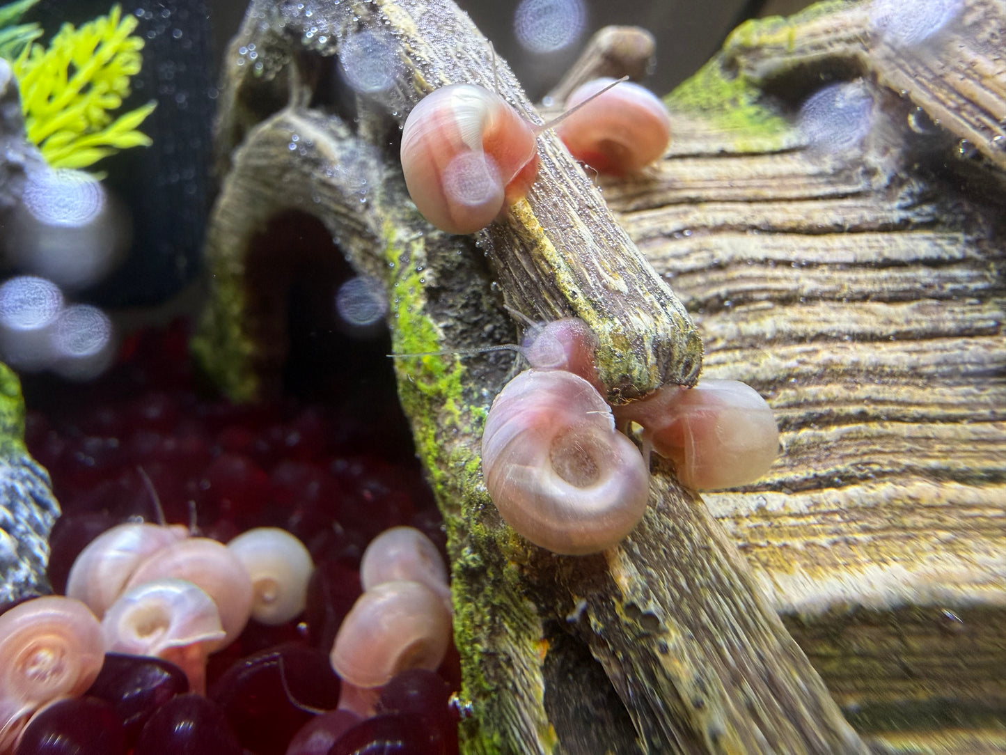 TEMP SOLD OUT Cotton Candy Chaos (Pink) Ramshorn Snail Babies – 10+1 Pack 🐌💗🍭
