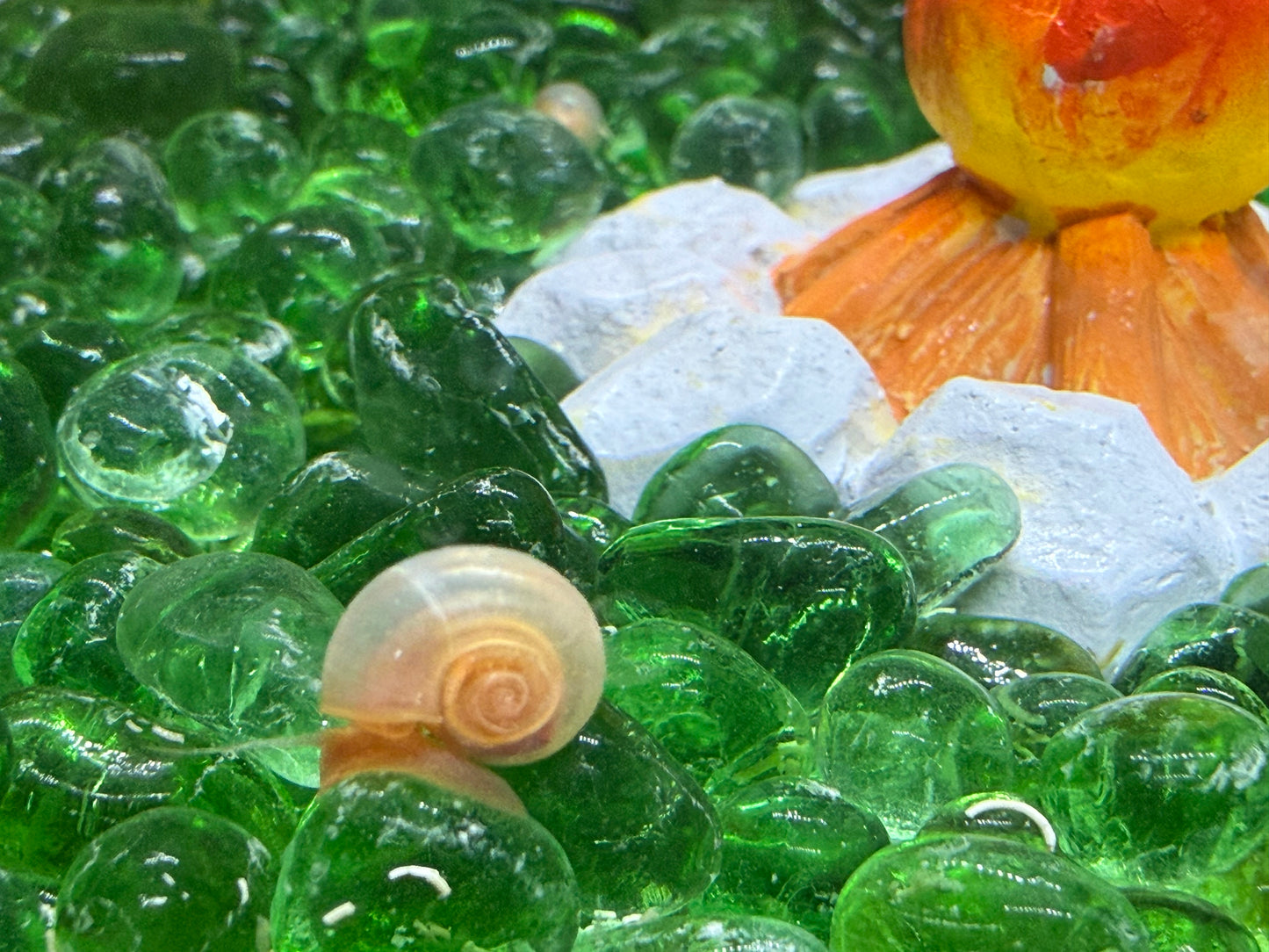 Sunset Peach (Pink) Ramshorn Snail Babies – 2+1 Mini Batch