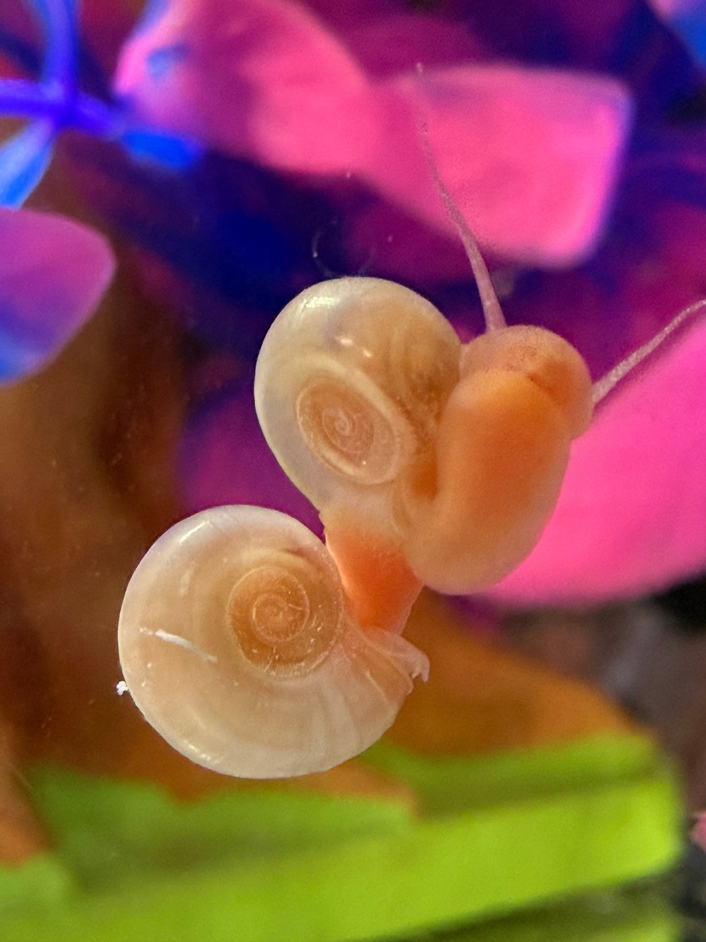 Velvet Chaos Ramshorn Snails – Dragon Fire Red, Sunset Peach/Pink Babies (Packs of 4, 8 or 12) 🐌💖