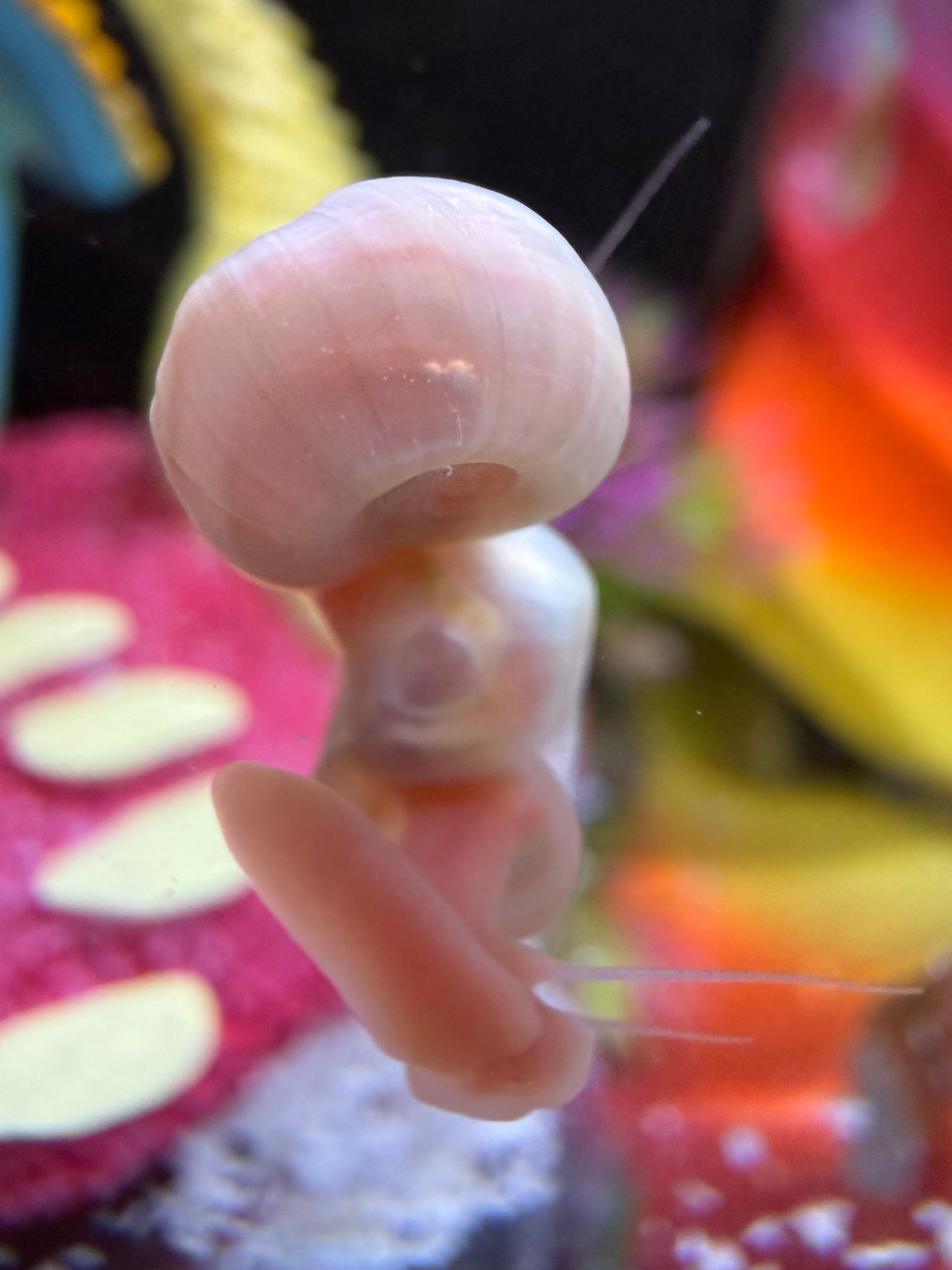 TEMP SOLD OUT Cotton Candy Chaos (Pink) Ramshorn Snail Babies – 10+1 Pack 🐌💗🍭