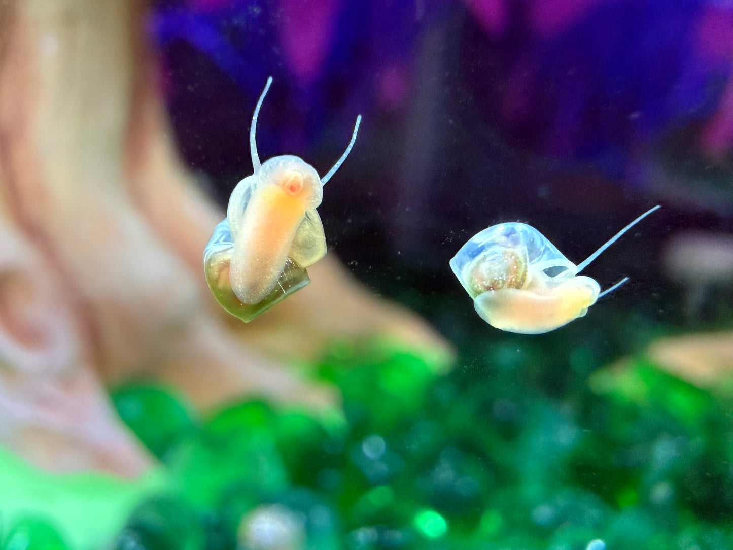 Sunset Peach (Pink) Ramshorn Snail Babies