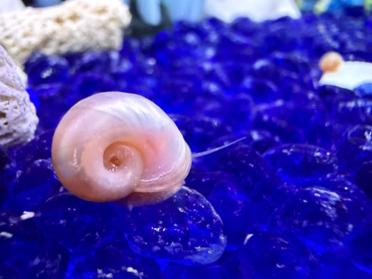 Cotton Candy Chaos (Pink) Ramshorn Snail Babies