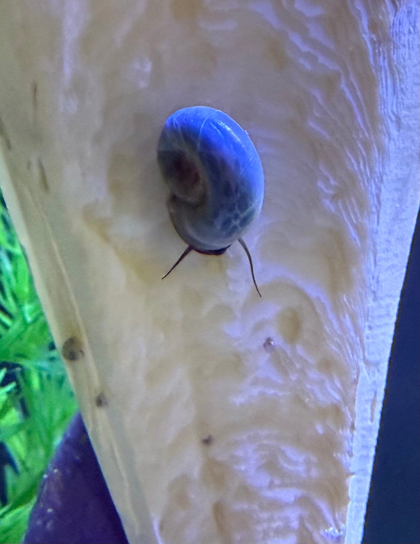 Blue Moon (Blue) Ramshorn Snail Babies – 2 Pack + 1 Mini Batch 🐌🌙✨