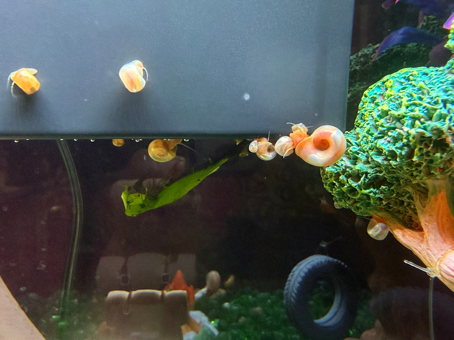 Sunset Peach (Pink) Ramshorn Snail Babies