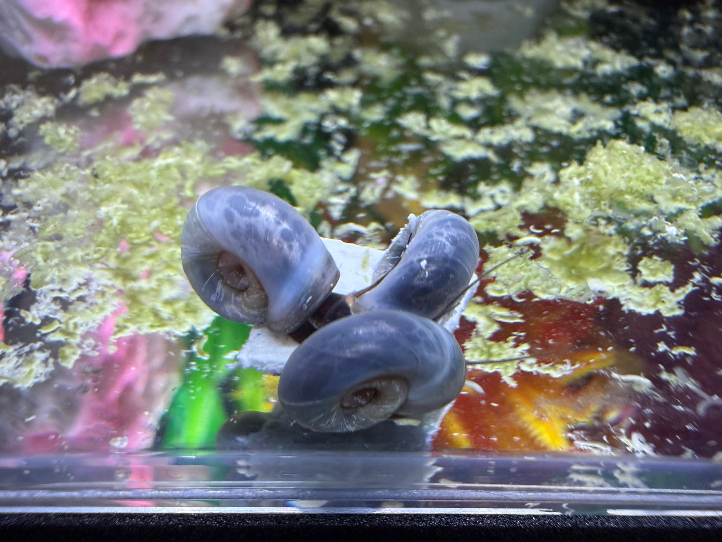 Blue Moon (Blue) Ramshorn Snail Babies – 2 Pack + 1 Mini Batch 🐌🌙✨