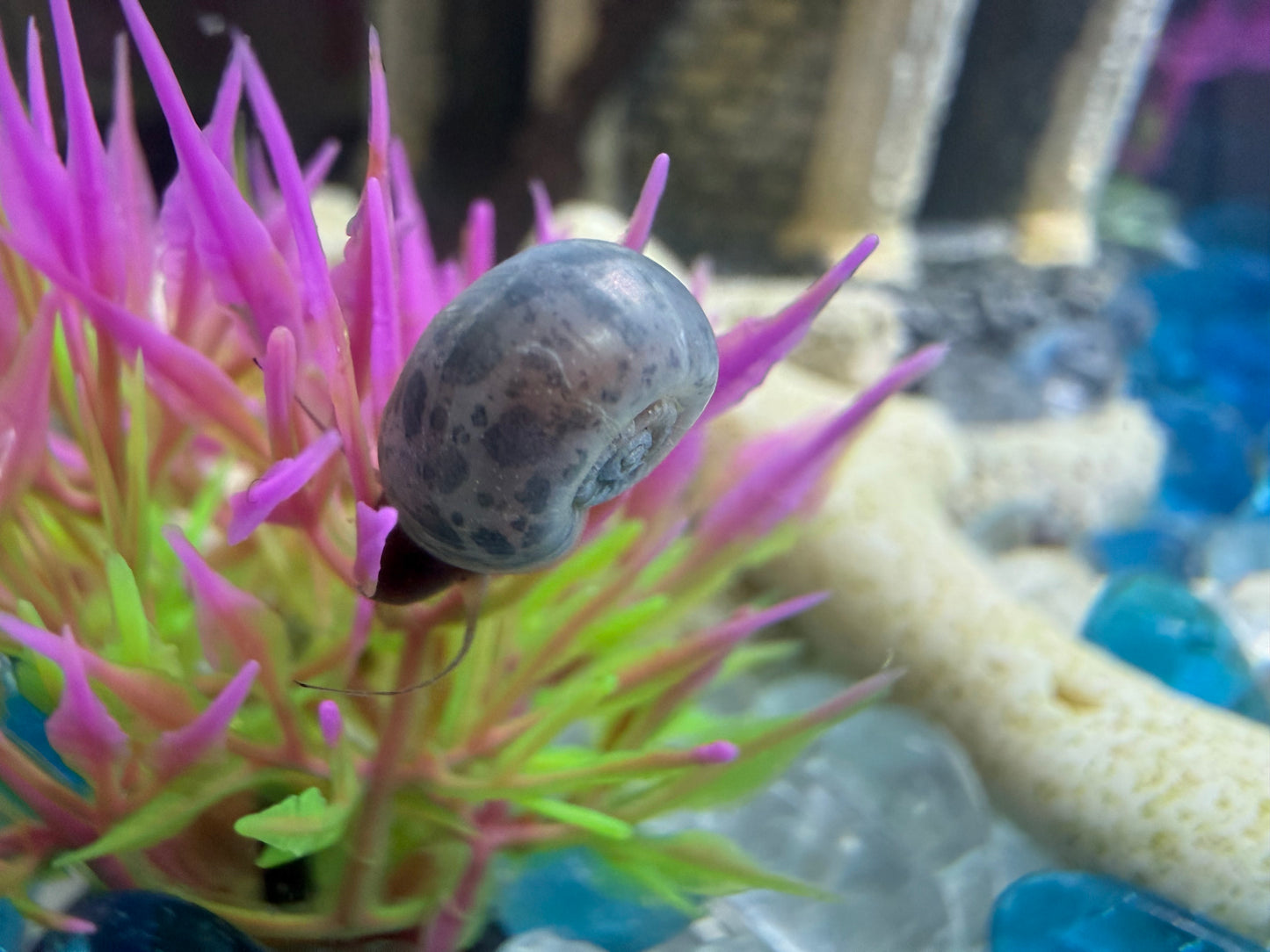 Blue Moon (Blue) Ramshorn Snail Babies – 2 Pack + 1 Mini Batch 🐌🌙✨