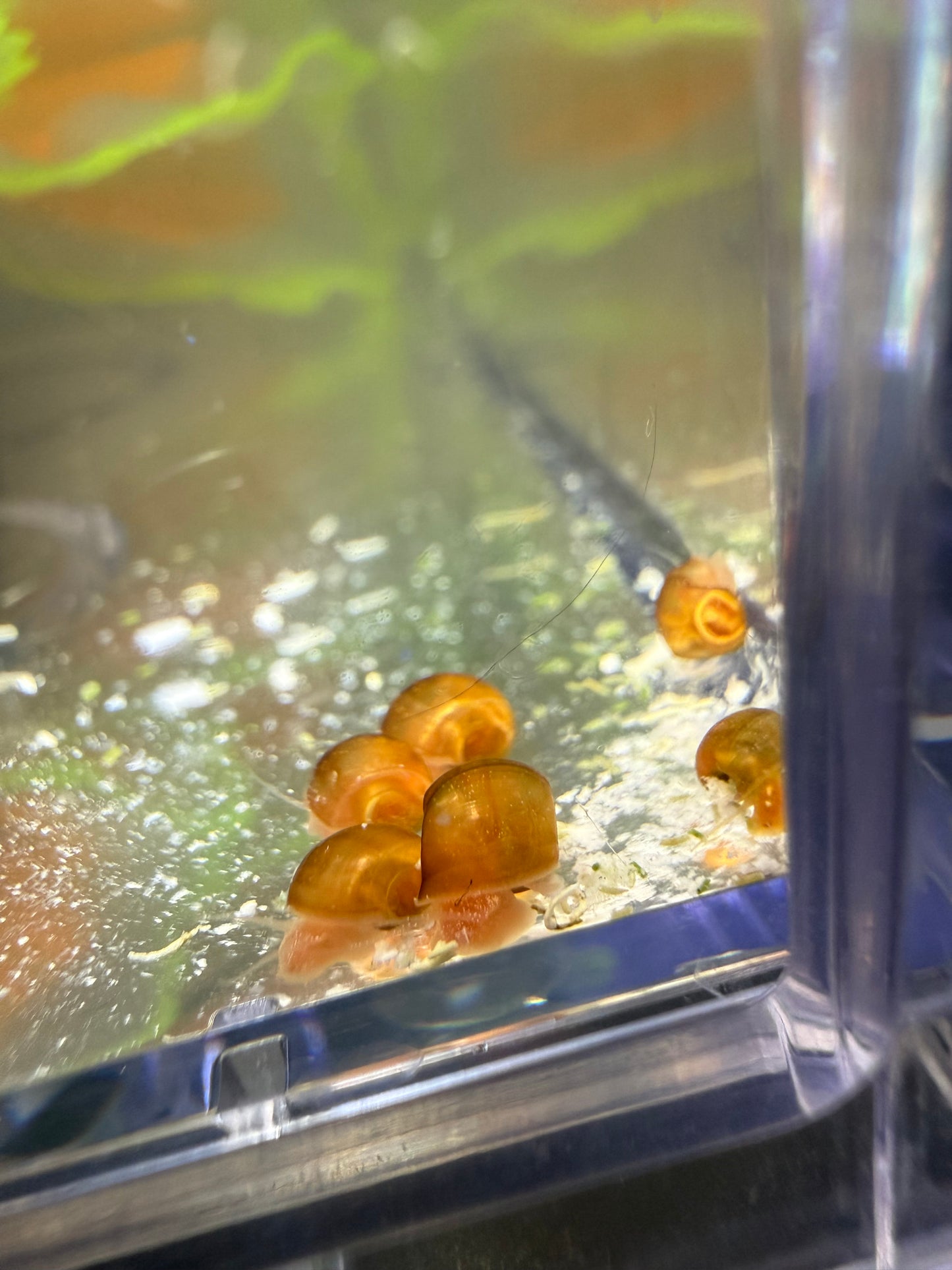 Velvet Chaos Ramshorn Snails – Dragon Fire Red, Sunset Peach/Pink Babies (Packs of 4, 8 or 12) 🐌💖