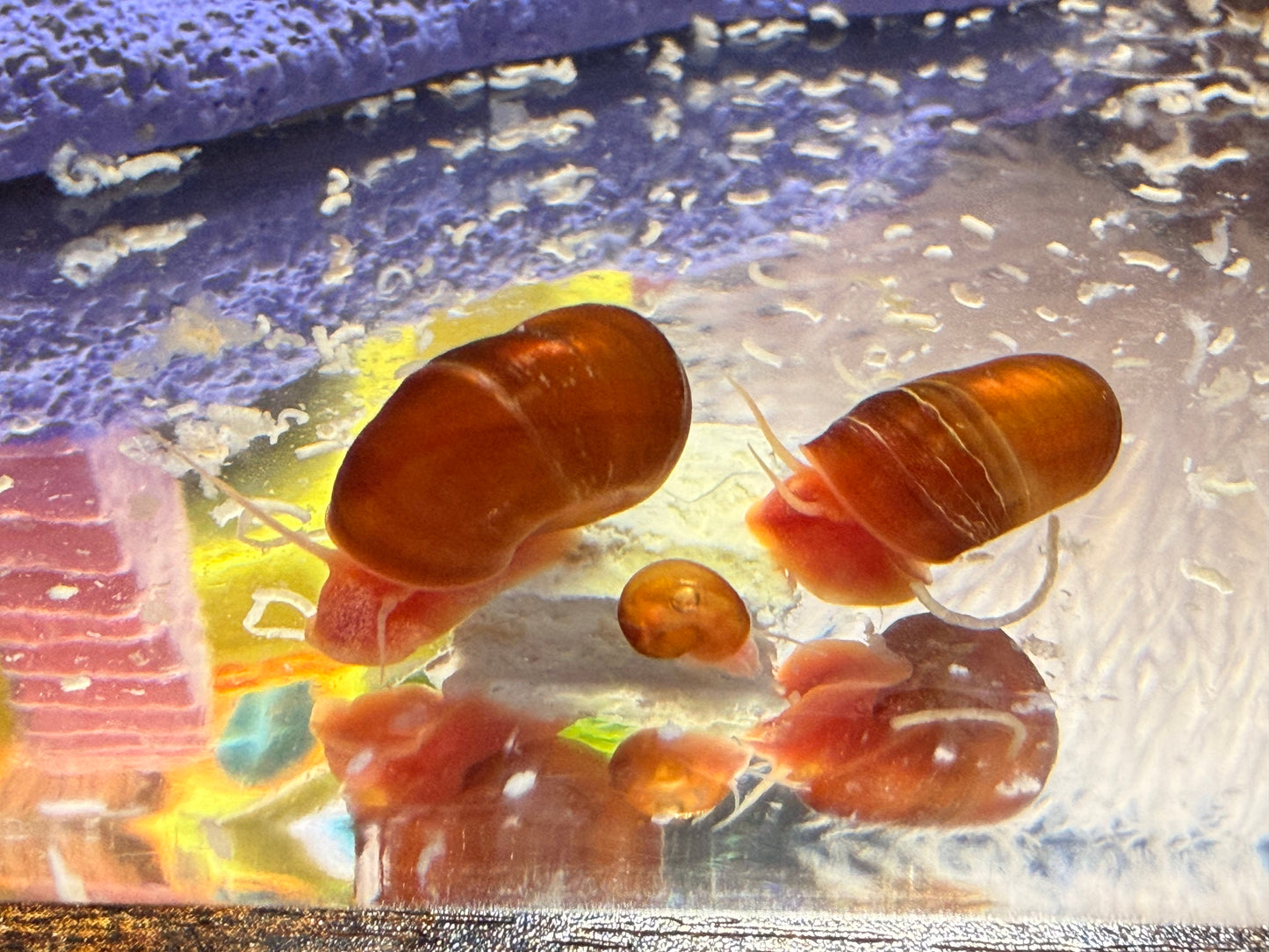 Velvet Chaos Ramshorn Snails – Dragon Fire Red, Sunset Peach/Pink Babies (Packs of 4, 8 or 12) 🐌💖