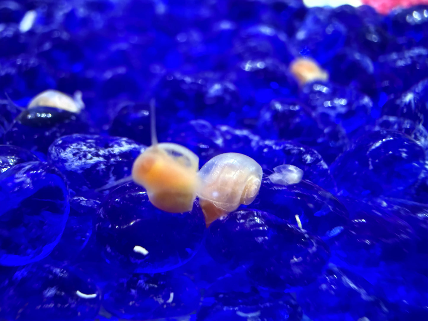 Cotton Candy Chaos (Pink) Ramshorn Snail Babies