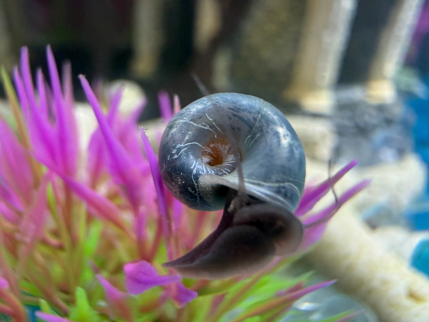 Blue Moon (Blue) Ramshorn Snail Babies – 2 Pack + 1 Mini Batch 🐌🌙✨