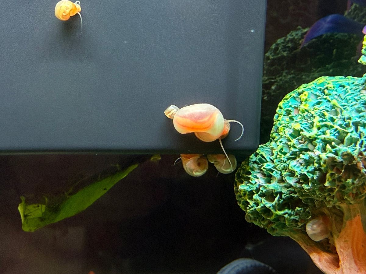 Sunset Peach (Pink) Ramshorn Snail Babies