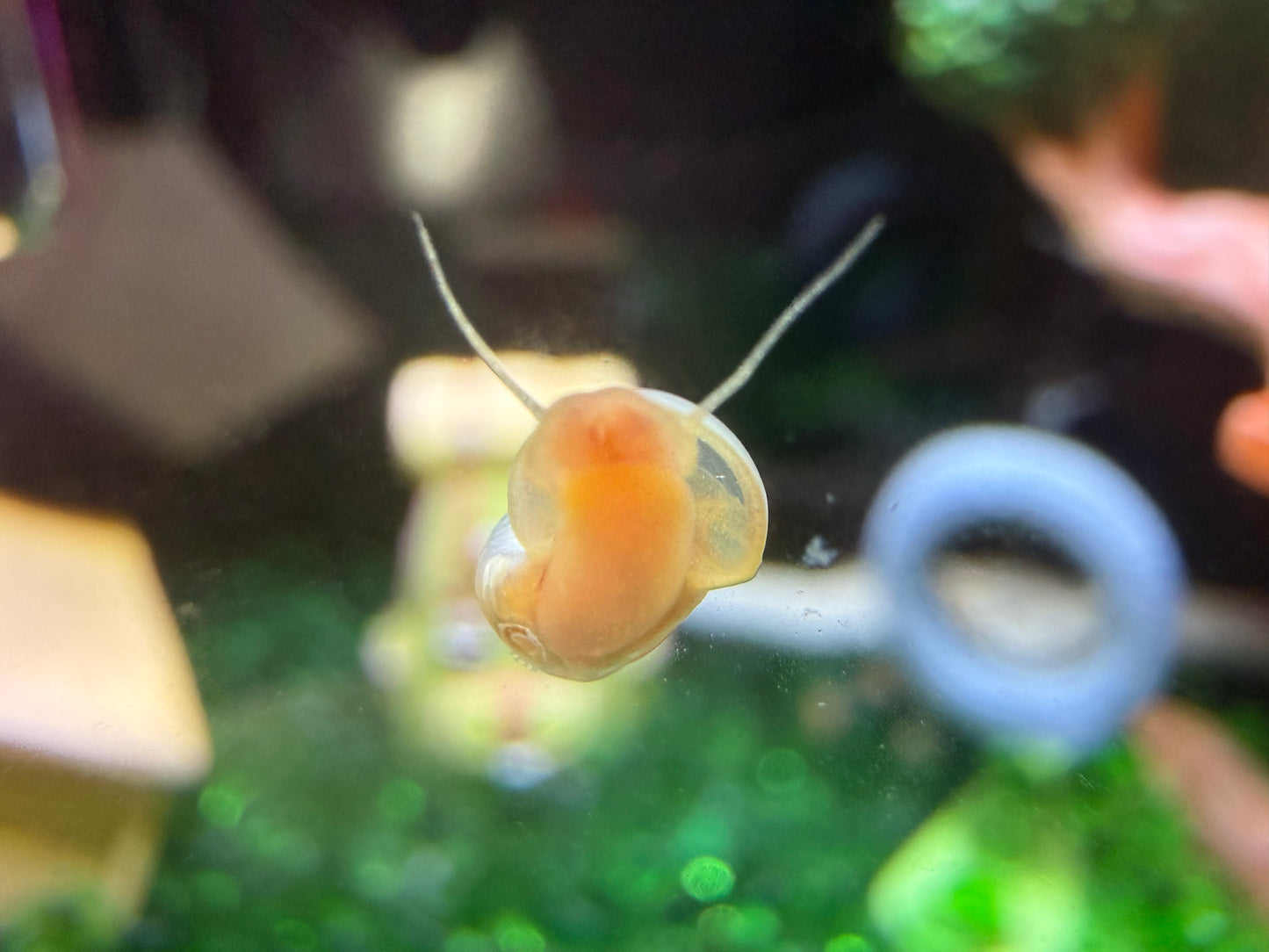 Sunset Peach (Pink) Ramshorn Snail Babies – 2+1 Mini Batch