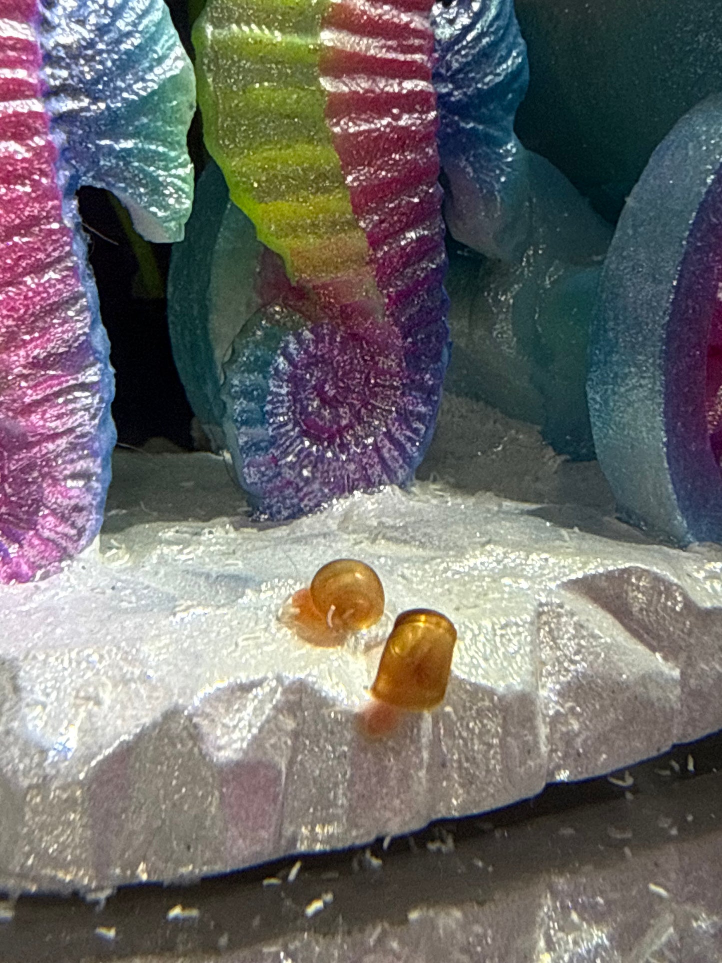 Velvet Chaos Ramshorn Snails – Dragon Fire Red, Sunset Peach/Pink Babies (Packs of 4, 8 or 12) 🐌💖