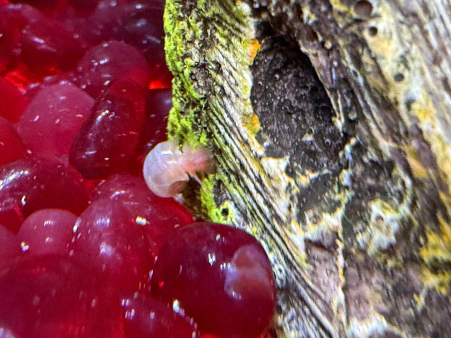 Cotton Candy Chaos (Pink) Ramshorn Snail Babies