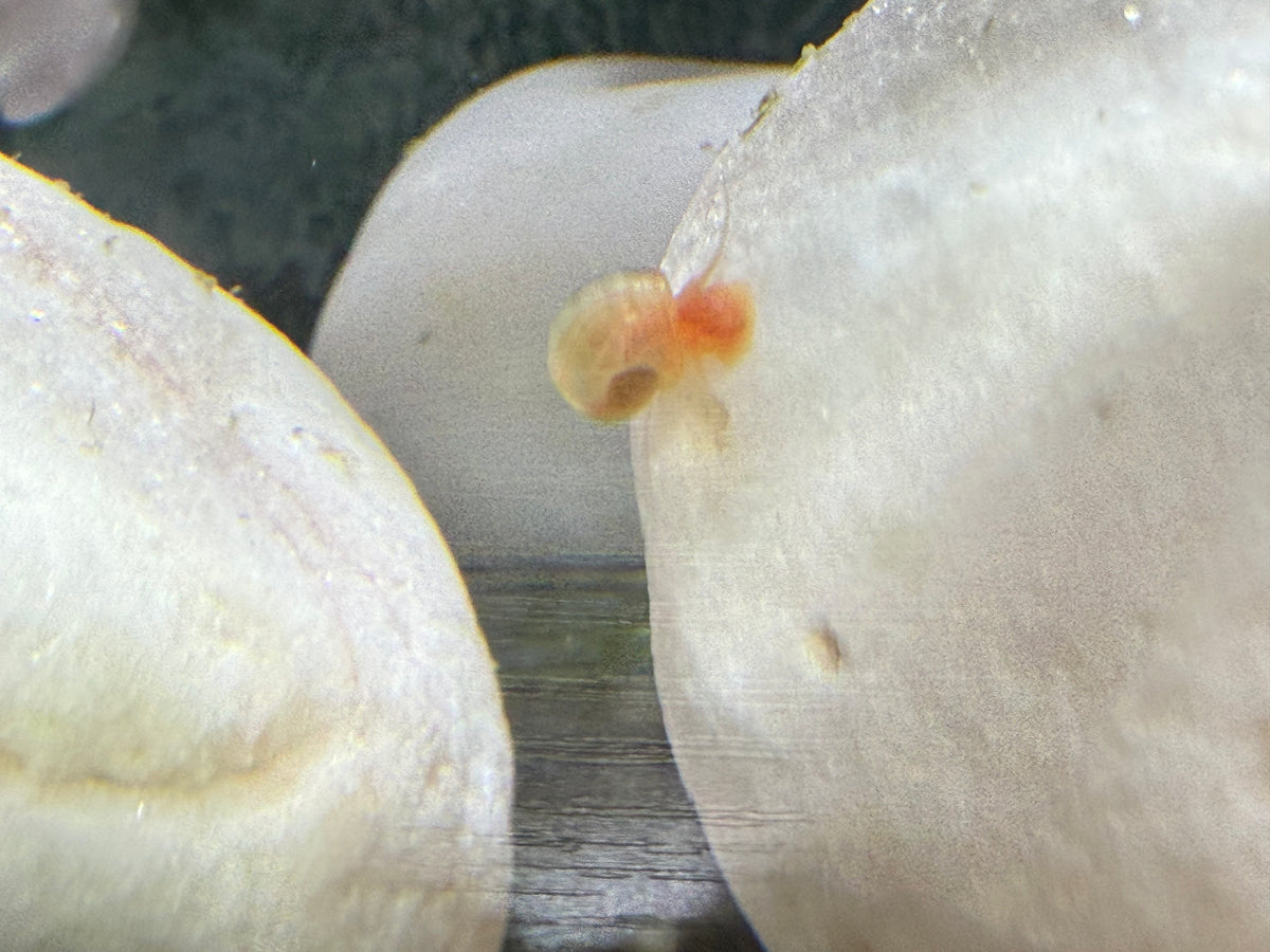 Cotton Candy Chaos (Pink) Ramshorn Snail Babies