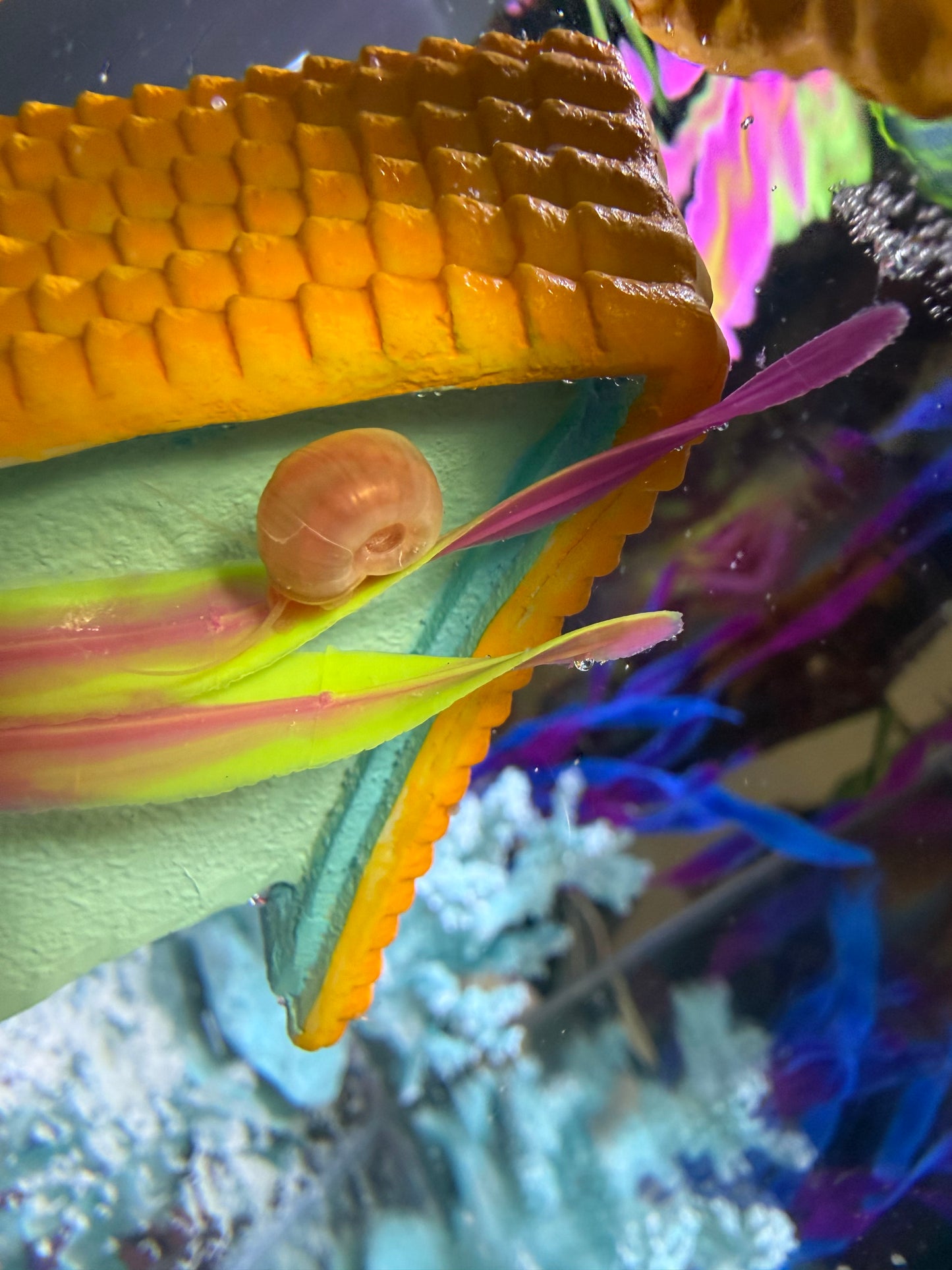 TEMP SOLD OUT Cotton Candy Chaos (Pink) Ramshorn Snail Babies – 10+1 Pack 🐌💗🍭