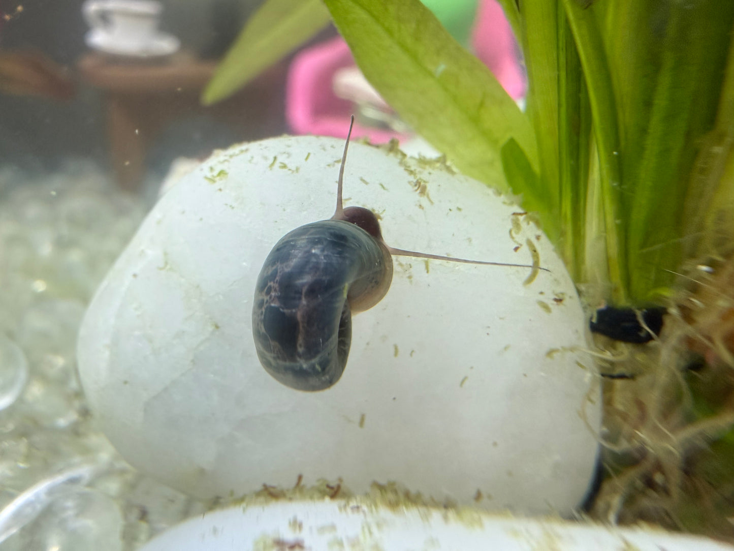 Blue Moon (Blue) Ramshorn Snail Babies 🐌🌙✨