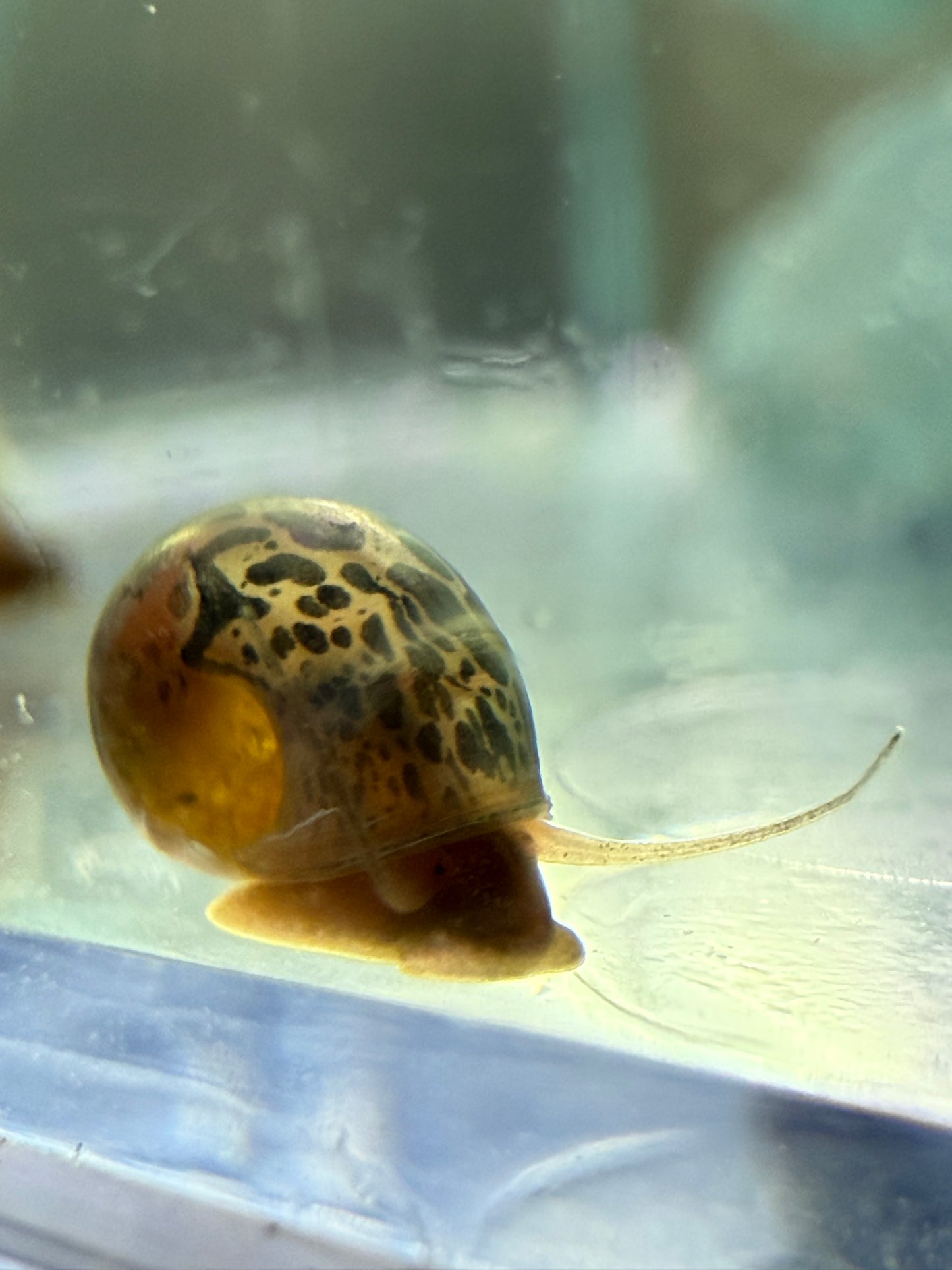 Blue Moon (Blue) Ramshorn Snail Babies 🐌🌙✨