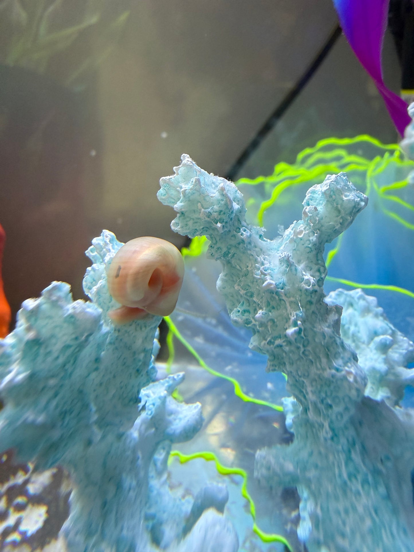 TEMP SOLD OUT Cotton Candy Chaos (Pink) Ramshorn Snail Babies – 10+1 Pack 🐌💗🍭