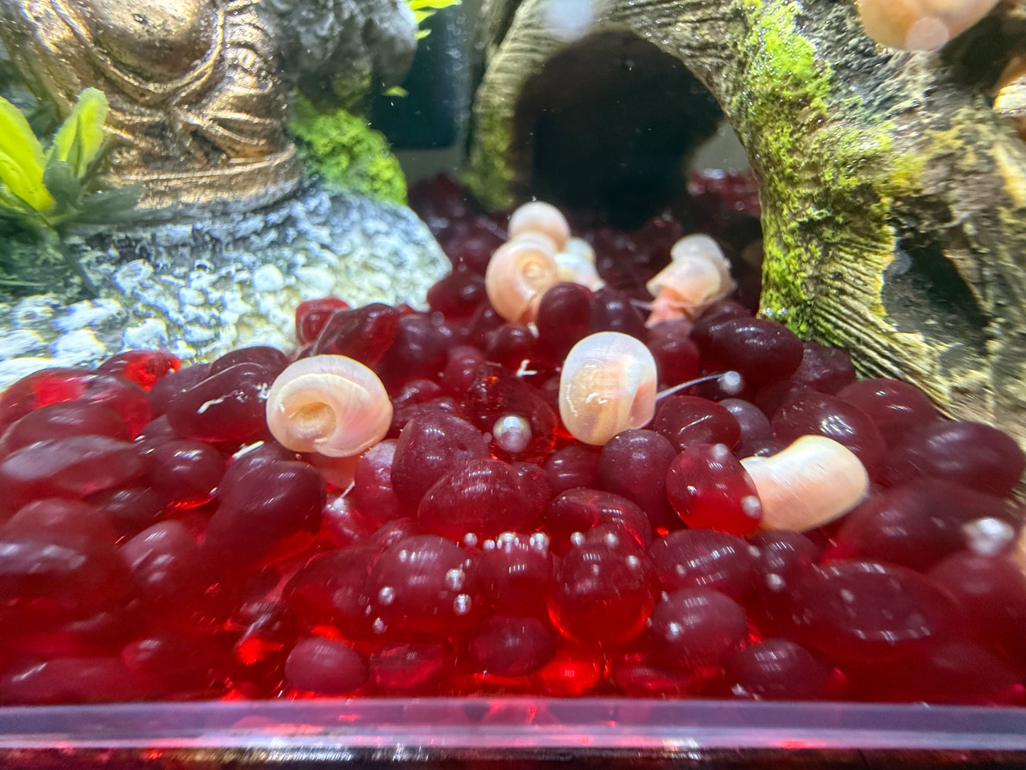 TEMP SOLD OUT Cotton Candy Chaos (Pink) Ramshorn Snail Babies – 10+1 Pack 🐌💗🍭
