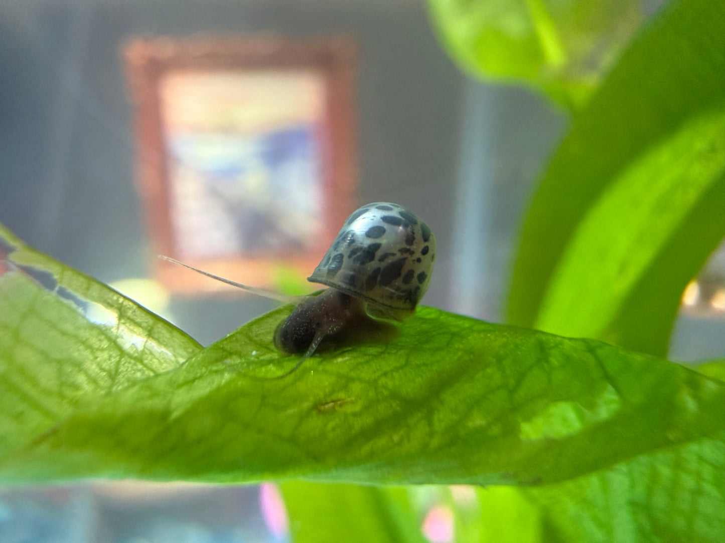Blue Moon (Blue) Ramshorn Snail Babies – 2 Pack + 1 Mini Batch 🐌🌙✨