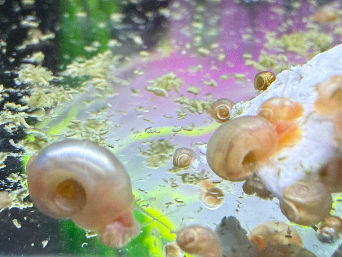 Velvet Chaos Ramshorn Snails – Dragon Fire Red, Sunset Peach/Pink Babies (Packs of 4, 8 or 12) 🐌💖